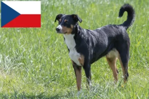 Read more about the article Appenzell Hodowca psów górskich i szczeniąt w Czechach