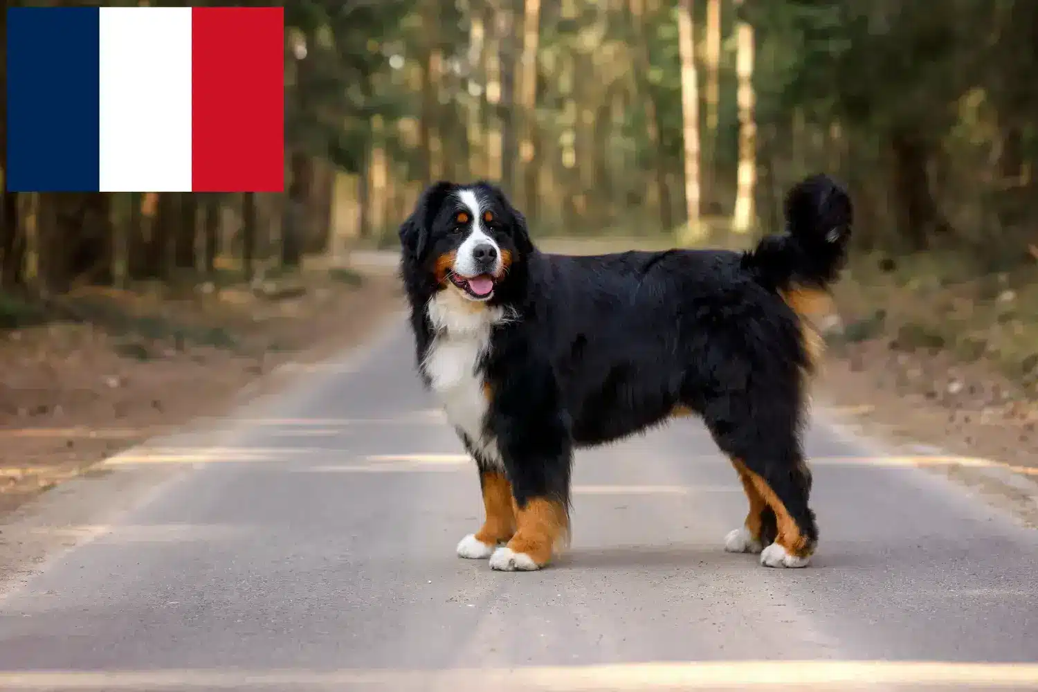 Read more about the article Hodowca berneńskich psów pasterskich i szczenięta we Francji