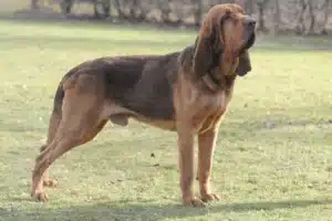 Read more about the article Hodowca psów rasy Bloodhound