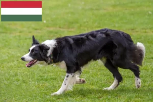 Read more about the article Hodowcy i szczenięta Border collie w Węgry