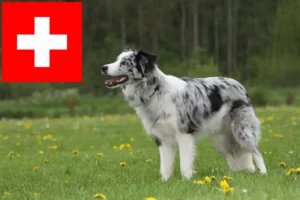 Read more about the article Border collie hodowcy i szczenięta w Szwajcaria