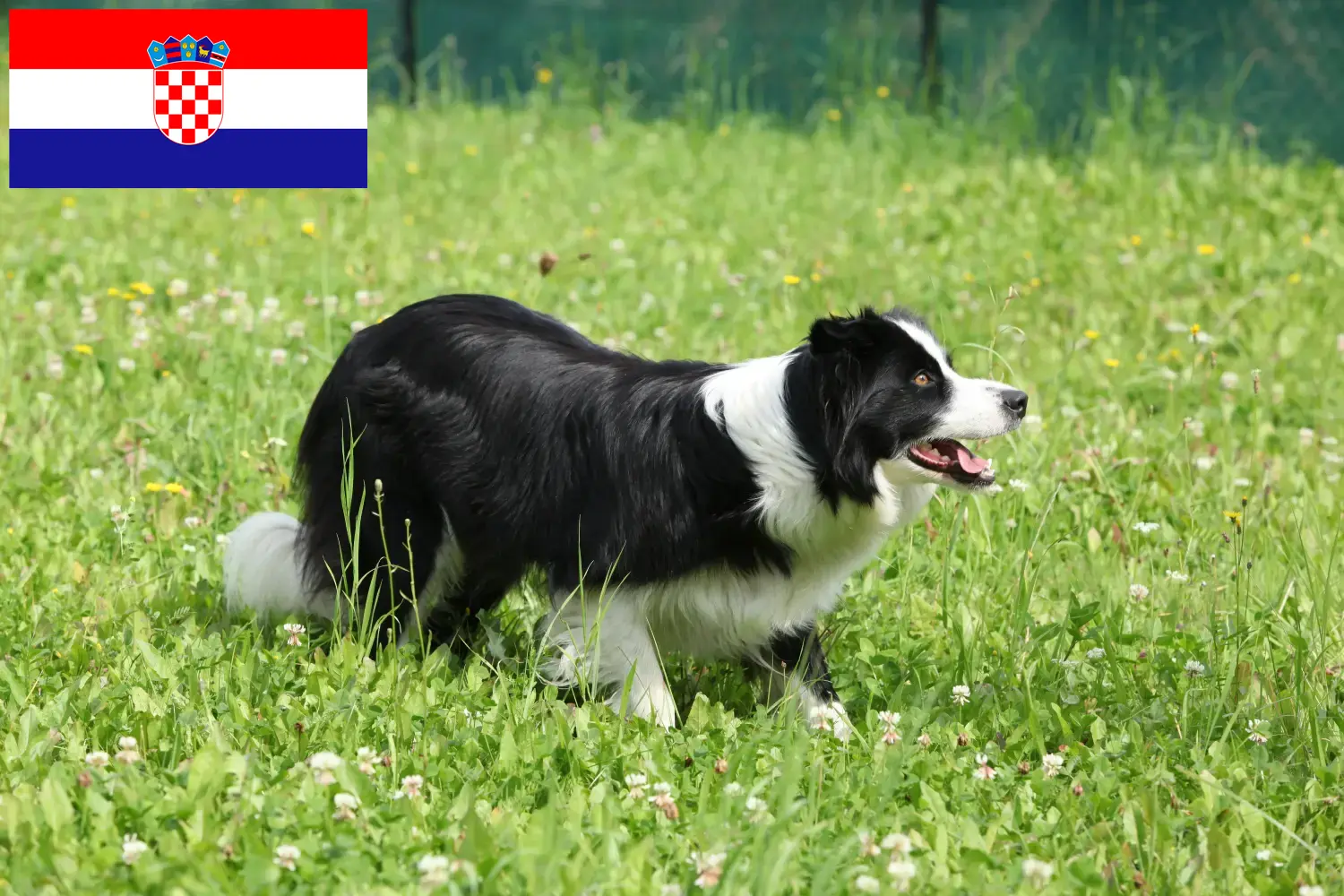 Read more about the article Border collie hodowcy i szczenięta w Chorwacja