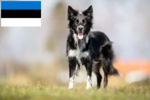 Read more about the article Border collie hodowcy i szczenięta w Estonia