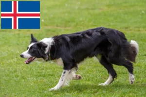 Read more about the article Hodowcy i szczenięta Border collie w Islandia