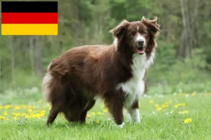 Read more about the article Border collie hodowcy i szczenięta w Niemcy