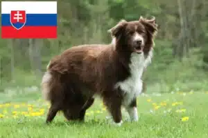 Read more about the article Border collie hodowcy i szczenięta w Słowacja