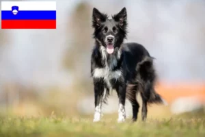 Read more about the article Border collie hodowcy i szczenięta w Słowenia