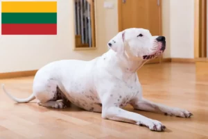 Read more about the article Hodowcy i szczenięta Dogo Argentino w Litwa