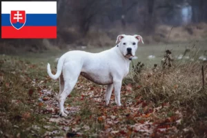 Read more about the article Hodowcy i szczenięta Dogo Argentino w Słowacja