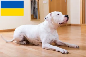 Read more about the article Hodowcy i szczenięta Dogo Argentino w Ukraina