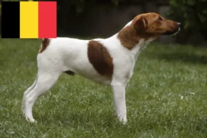 Read more about the article Hodowcy i szczenięta fox terrier w Belgia