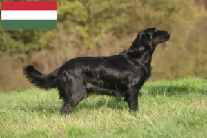 Read more about the article Hodowcy i szczenięta Flat Coated Retriever w Węgry