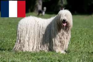 Read more about the article Hodowcy i szczenięta Komondor w Francja