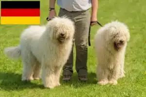 Read more about the article Hodowcy i szczenięta Komondor w Niemcy