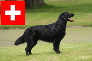 Read more about the article Hodowcy i szczenięta Flat Coated Retriever w Szwajcaria