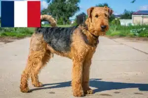 Read more about the article Hodowcy i szczenięta airedale terrier w Francja