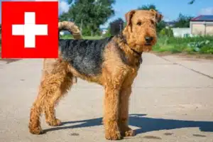 Read more about the article Hodowcy i szczenięta airedale terrier w Szwajcaria