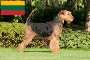 Read more about the article Hodowcy i szczenięta airedale terrier w Litwa