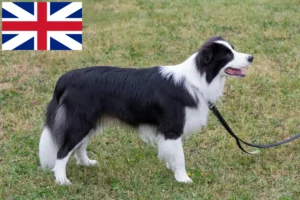 Read more about the article Border collie hodowcy i szczenięta w Wielka Brytania