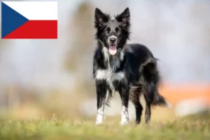 Read more about the article Hodowcy i szczenięta Border collie w Czechy