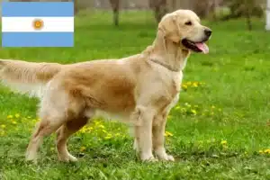 Read more about the article Hodowcy i szczenięta Golden Retriever w Argentyna