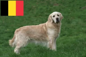 Read more about the article Hodowcy i szczenięta Golden Retriever w Belgia