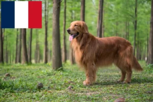 Read more about the article Hodowcy i szczenięta Golden Retriever w Francja