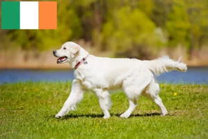 Read more about the article Hodowcy i szczenięta Golden Retriever w Irlandia