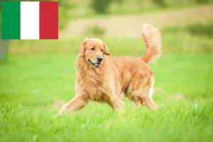 Read more about the article Hodowcy i szczenięta Golden Retriever w Włochy