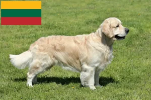 Read more about the article Hodowcy i szczenięta Golden Retriever w Litwa