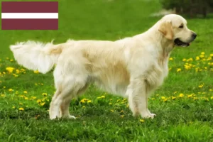 Read more about the article Hodowcy i szczenięta Golden Retriever w Łotwa