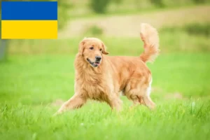 Read more about the article Hodowcy i szczenięta Golden Retriever w Ukraina