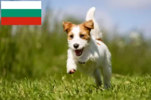 Read more about the article Hodowcy i szczenięta Jack Russell w Bułgaria