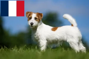 Read more about the article Hodowcy i szczenięta rasy Jack Russell w Francja