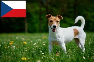 Read more about the article Hodowcy i szczenięta Jack Russell w Republika Czeska