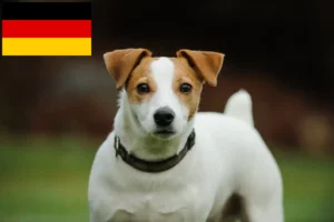 Read more about the article Hodowcy i szczenięta Jack Russell w Niemcy