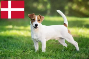 Read more about the article Hodowcy i szczenięta Jack Russell w Dania