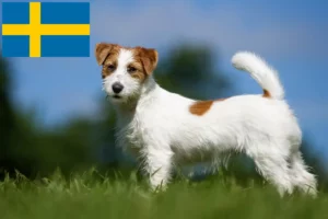 Read more about the article Hodowcy i szczenięta rasy Jack Russell w Szwecja