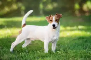 Read more about the article Hodowca rasy Jack Russell