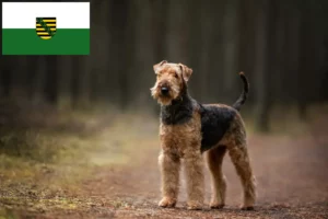 Read more about the article Hodowcy i szczenięta airedale terrier w Saksonia