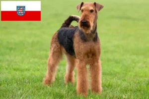 Read more about the article Hodowcy i szczenięta Airedale terrier w Turyngia