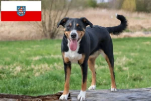 Read more about the article Appenzell Hodowca psów górskich i szczeniąt w Turyngii