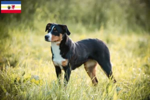 Read more about the article Appenzell Hodowca psów górskich i szczeniąt w Meklemburgii-Pomorzu Przednim