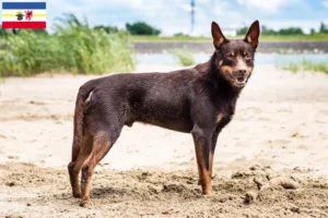 Read more about the article Hodowcy i szczenięta Australian Kelpie w Meklemburgia-Pomorze Przednie