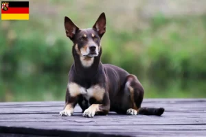 Read more about the article Hodowcy i szczenięta Australian Kelpie w Nadrenia-Palatynat