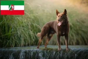 Read more about the article Hodowcy i szczenięta Australian Kelpie w Nadrenia Północna-Westfalia