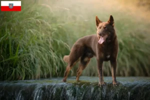 Read more about the article Hodowcy i szczenięta Australian Kelpie w Turyngia