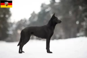 Read more about the article Hodowcy i szczenięta Australian Kelpie w Kraj Saary