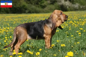 Read more about the article Hodowcy psów rasy Bloodhound i szczenięta w Szlezwik-Holsztyn