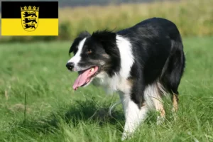 Read more about the article Hodowcy i szczenięta Border collie w Badenia-Wirtembergia